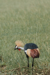 Fototapeta premium Elegant Grey Crowned Crane foraging in African grasslands