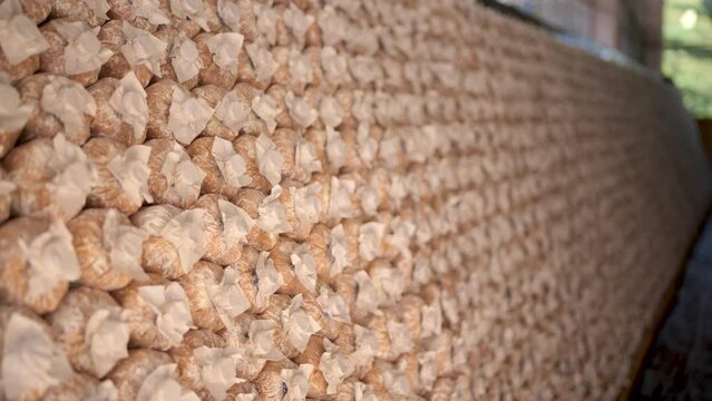 Mushroom culture cubes for mushroom factories.