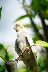 Cockatiel Nymphicus,Most wild cockatiel chicks and juveniles look female, Cockatiel Nymphicus are virtually indistinguishable from the time of hatching until their first moulting. 