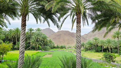 Dates trees and mountains in Oman