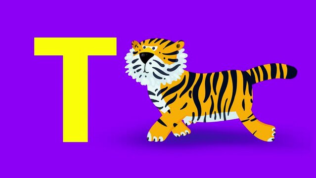 T letter big color like tiger cartoon animation. Animal asian big cat loop. Educational serie with bold style character for children. Good for education movies, presentation, learning alphabet, etc...