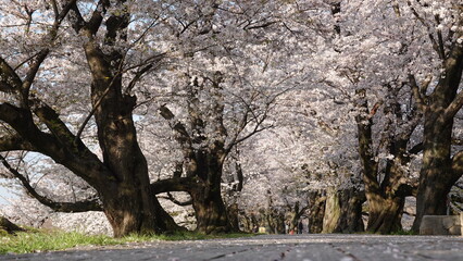 美しい桜の花 © 利光 守本