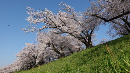 美しい桜の花