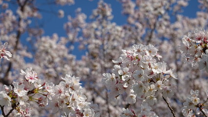 美しい桜の花