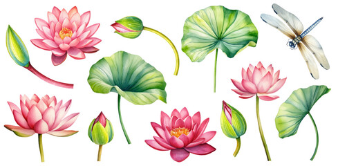 set pink lotus flower, watercolor vector illustration, hand drawing, flora wedding