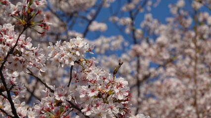 美しい桜の花