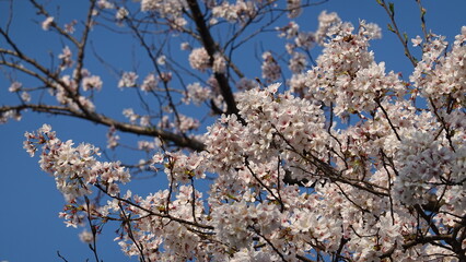 美しい桜の花