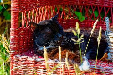 A black and white cat lying on a red wicker chair in the garden enjoying the sun.