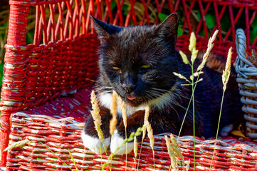 A black and white cat lying on a red wicker chair in the garden enjoying the sun.