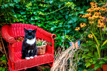 A black and white cat sitting on a red wicker chair in the garden enjoying the sun.