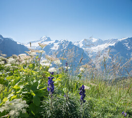 alpine landscape Grindelwald with aconite flowers. glacier mountains in background.