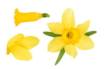 Daffodil flower or narcissus isolated on white background with full depth of field. Top view. Flat lay