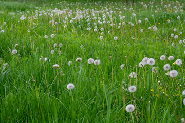 Tender dandelions on a meadow in green grass. Close up. Photography.