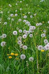 Tender dandelions on a meadow in green grass. Close up. Photography. Vertical shot.