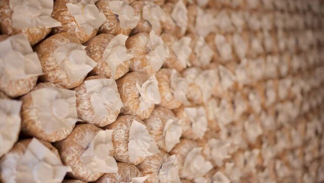 Mushroom culture cubes for mushroom factories.