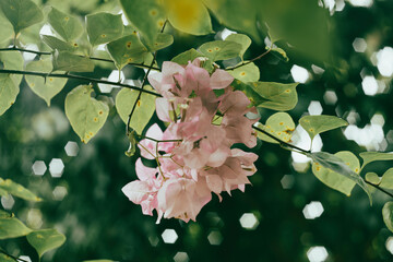 Bougainvillae flowers, cluster of three flowers is surrounded by three or six bracts with the...
