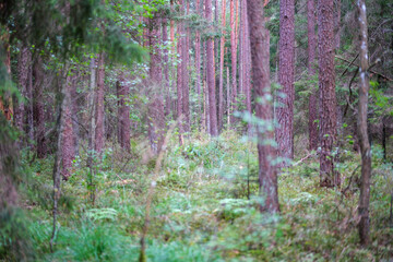 wild forest trees and branches chaos in summer green day