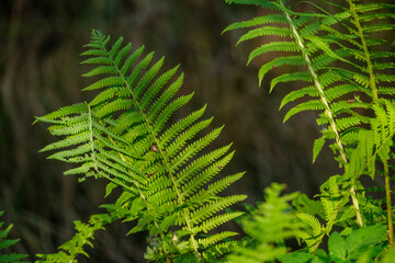 fresh fern leaves in summer forest