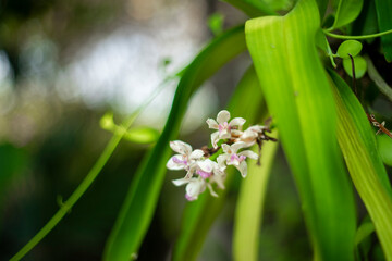 Rhynchostylis gigantea has large leaves, curved inflorescences about 20 cm long, Rhynchostylis...