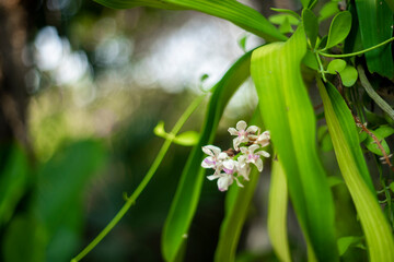 Rhynchostylis gigantea has large leaves, curved inflorescences about 20 cm long, Rhynchostylis...