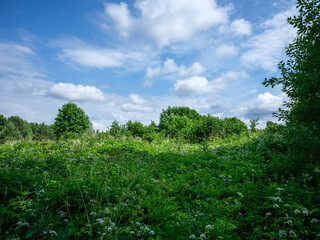 Obraz premium countryside fields in summer with blue sky over green fields