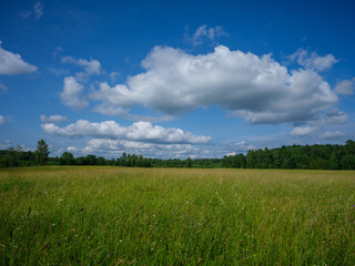Fototapeta premium countryside fields in summer with blue sky over green fields