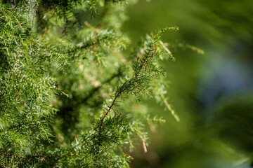 Fototapeta na wymiar green fresh summer foliage with blur background