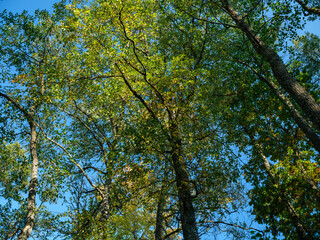 tree trunks with leaves in summer with blue sky background