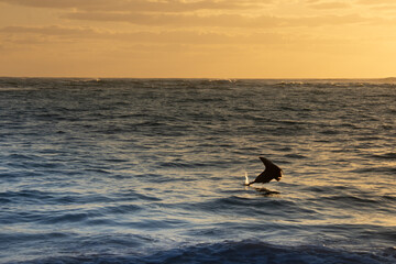 Pelican flying over the Atlantic at sunrise near a beach in Punta Cana in the Dominican Republic