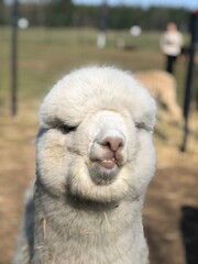 alpaca family portrait