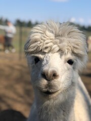 alpaca family portrait