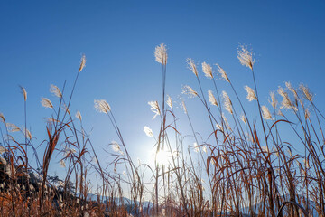 Obraz premium Sun shining on a clear day with clear blue sky back ground. Sunshine over lake in a secluded rural area.