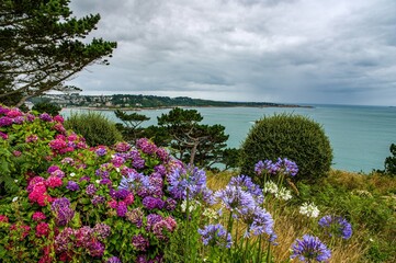Beautiful hydrangea flowers on the pink granite coast in Brittany, France. French coast of the Atlantic Ocean with colorful flowers and a white beach.