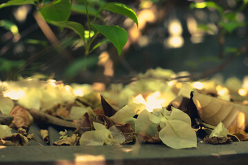 Bougainvillae flowers on lisbon city street,bougainvillae flowers on Lisbon city street,Close-up of...