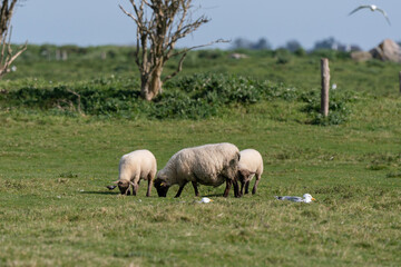 Fototapeta premium brebis, race Roussine de la Hague,, Ile de Tatihou, Saint Vaast la Hougue, Site naturel protégé, Manche, 50, France