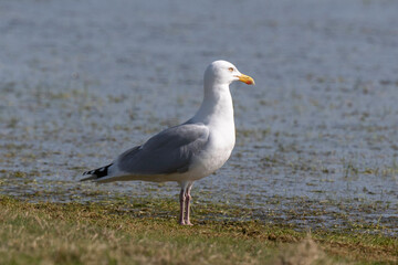 Goéland argenté,.Larus argentatus, European Herring Gull
