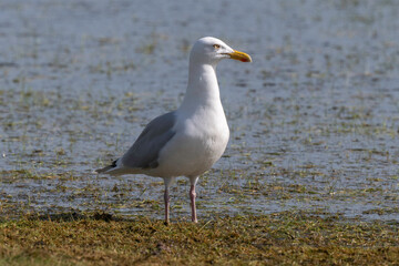 Goéland argenté,.Larus argentatus, European Herring Gull