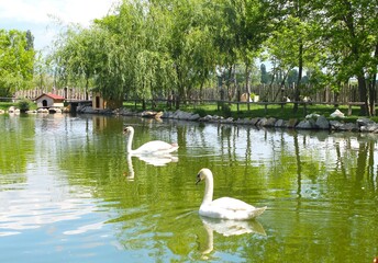 swans on the lake