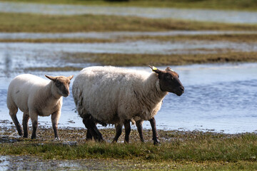 brebis, race Roussine de la Hague,, Ile de Tatihou, Saint Vaast la Hougue, Site naturel protégé,  Manche, 50, France