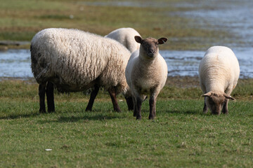 brebis, race Roussine de la Hague,, Ile de Tatihou, Saint Vaast la Hougue, Site naturel protégé,  Manche, 50, France