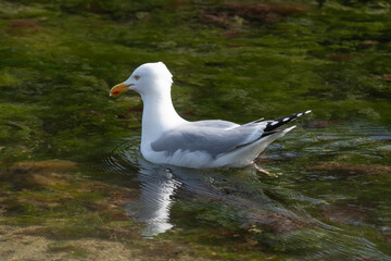 Goéland argenté,.Larus argentatus, European Herring Gull