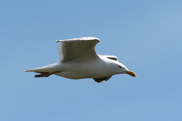 Goéland argenté,.Larus argentatus, European Herring Gull