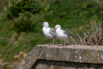 Goéland argenté,.Larus argentatus, European Herring Gull
