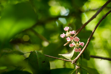 Malpighia, The fruit of Malpighia is a red,Malpighia orange or purple berry,Malpighia containing 2-3 hard seeds,The cherry petals have soft wavy edges and an attractive light pink flower color