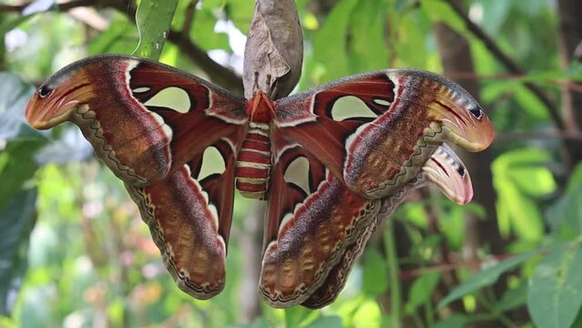close up of the Attacus atlas butterfly or the Atlas moth, is a large saturniid moth. which is attached to the leaf
