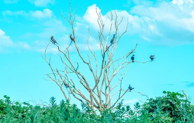  青空の枯れ木に止まる鳥 © 聖登志 吉本