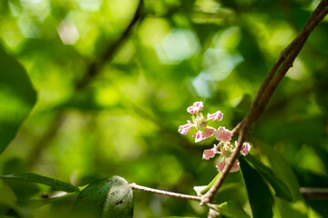 Malpighia, The fruit of Malpighia is a red,Malpighia orange or purple berry,Malpighia containing 2-3 hard seeds,The cherry petals have soft wavy edges and an attractive light pink flower color