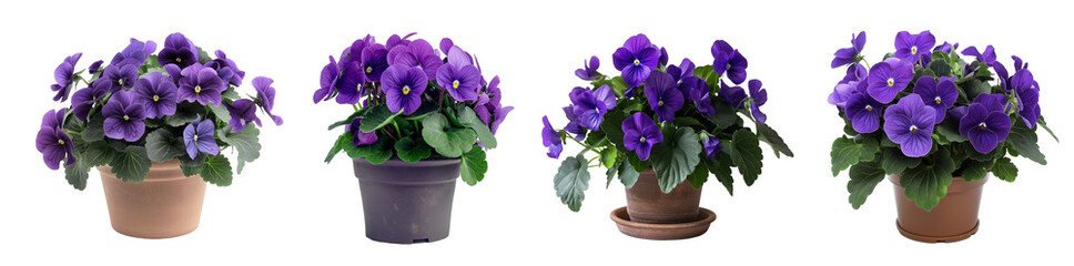 Beautiful violet in full bloom with vibrant purple potted plants isolated on transparent or white...