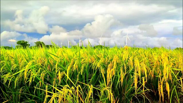 rice plants ready to harvest with a windmill in the background. green rice and blue sky. White clouds