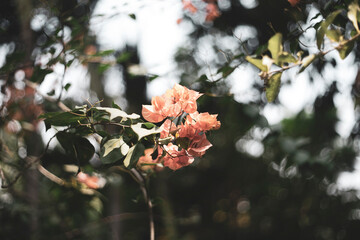 Bougainvillae flowers, cluster of three flowers is surrounded by three or six bracts with the bright colours associated with the plant, including pink, magenta, purple, red, orange, white, or yellow